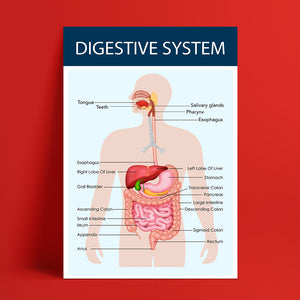 The Digestive system - الجهاز الهضمي