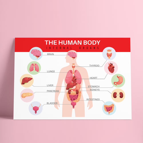 The Human Body - جسم الإنسان