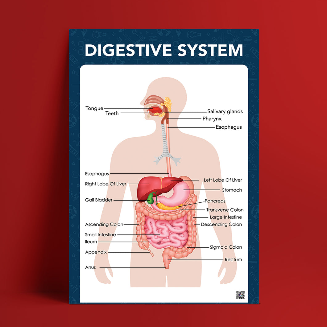 The Digestive system _ الجهاز الهضمي