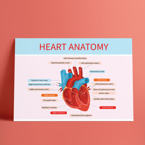 The Heart Anatomy - تشريح القلب