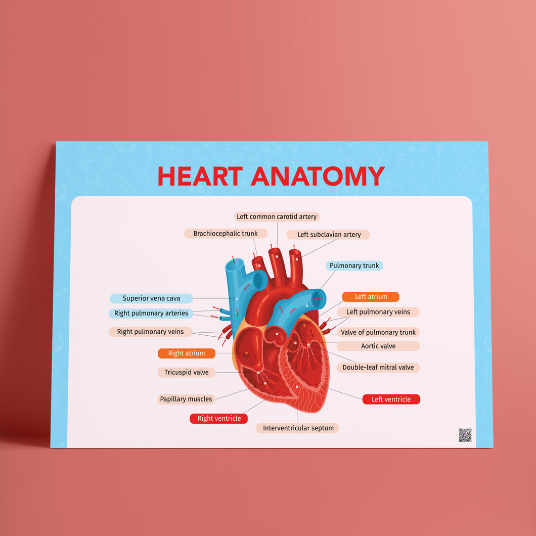 The Heart Anatomy _ تشريح القلب