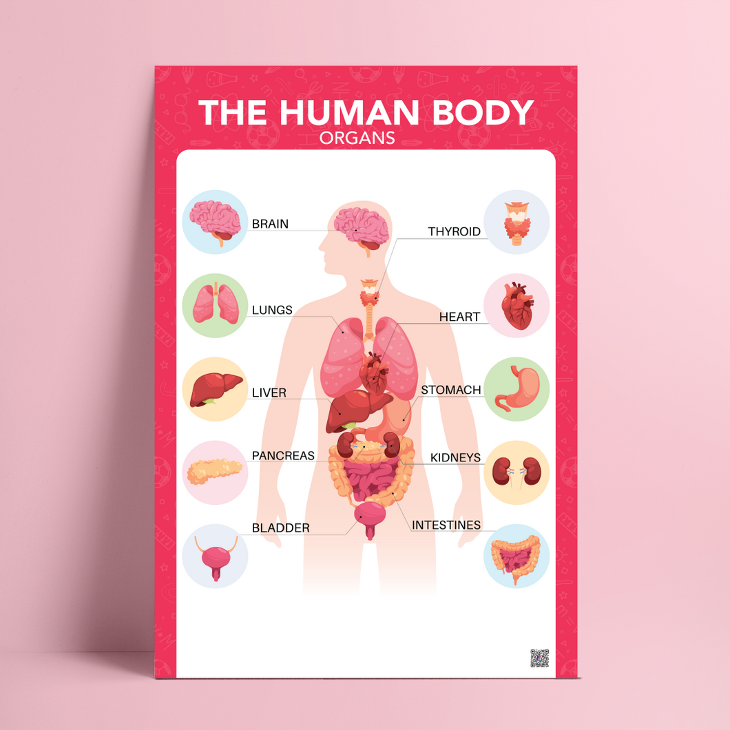 The Human Body _ جسم الإنسان